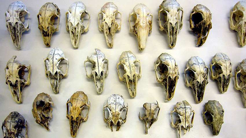 Sunday September 9th (2007) Rabbit Skulls width=