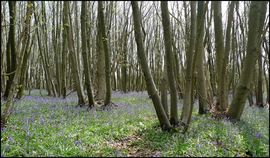 Monday April 30th (2012) Bluebells... width=