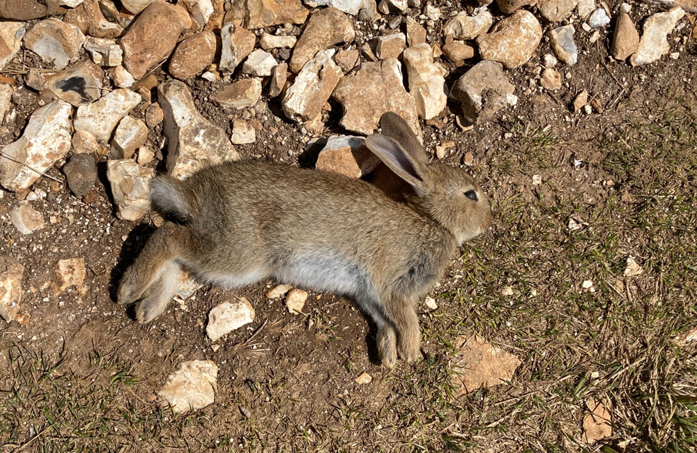 Monday July 7th (2025) Dead Bunny width=