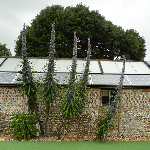 Friday June 19th (2015) Echium Pininana width=