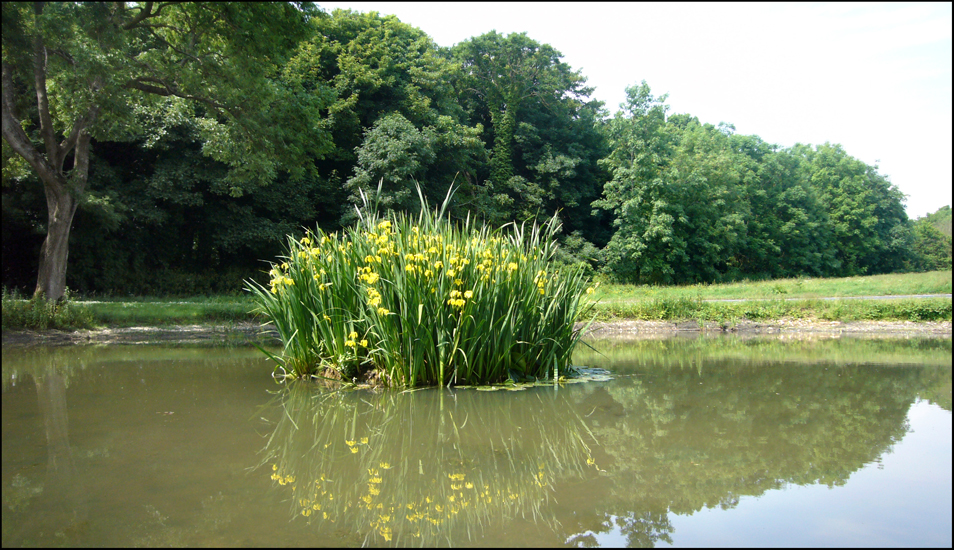Sunday June 23rd (2013) Friston village pond. width=