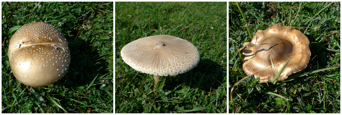 Saturday October 1st (2011) Fungi width=