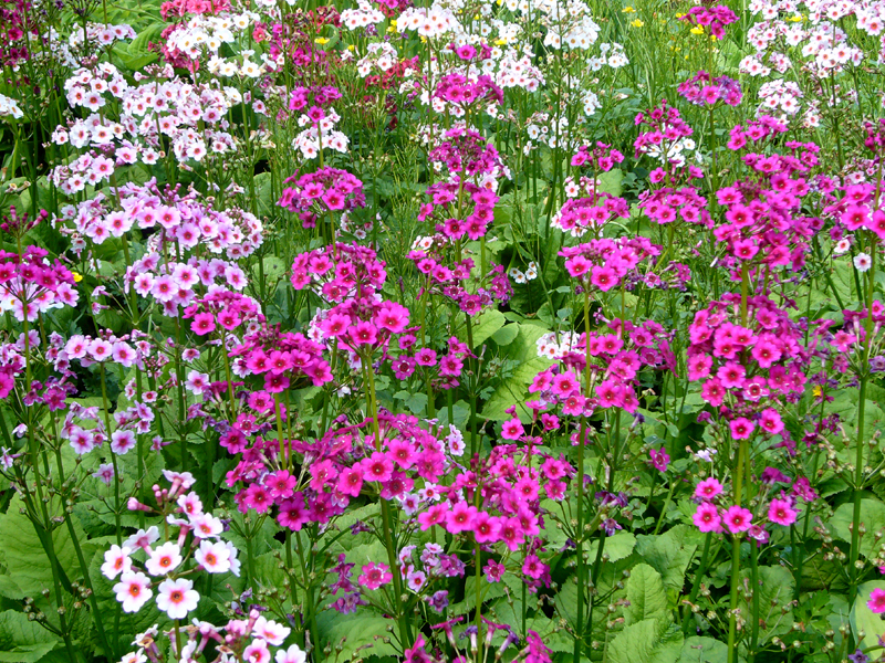 Tuesday June 3rd (2008) Flowers width=