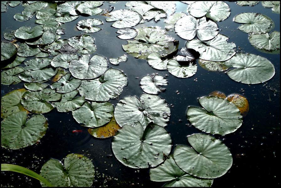 Wednesday October 13th (2010) Pond width=