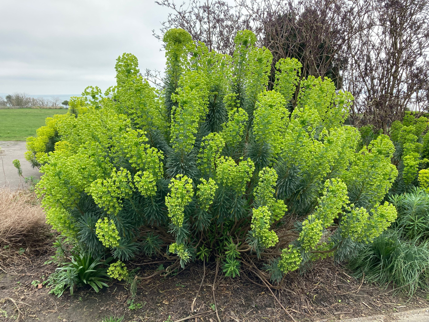 Tuesday March 26th (2024) Euphorbia Characias Subsp. Wulfenii width=