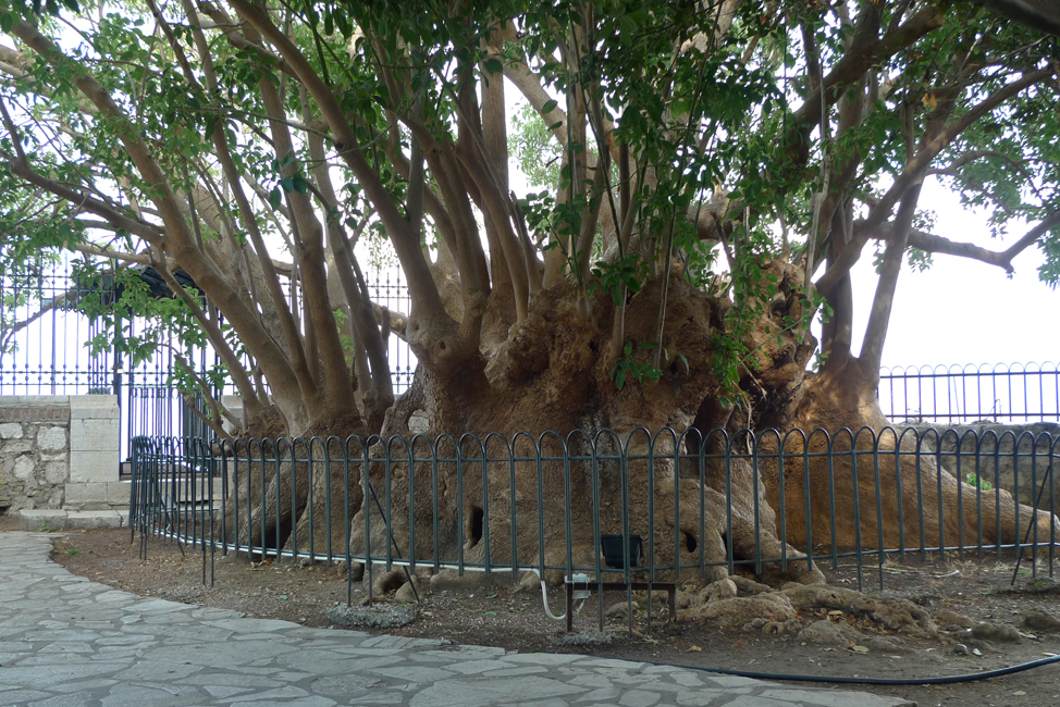 Friday November 16th (2018) Big Tree with Big Roots width=