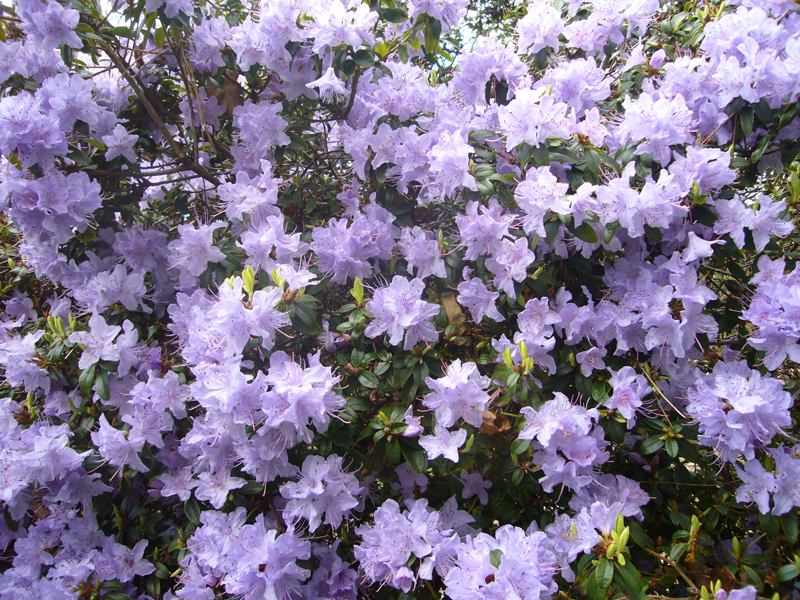 Wednesday April 29th (2009) Rhododendron 01 width=