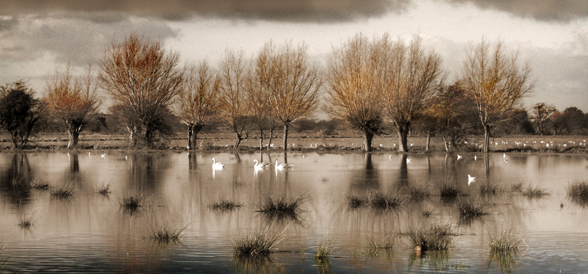 Thursday October 26th (2006) Flooding at West Backwear width=