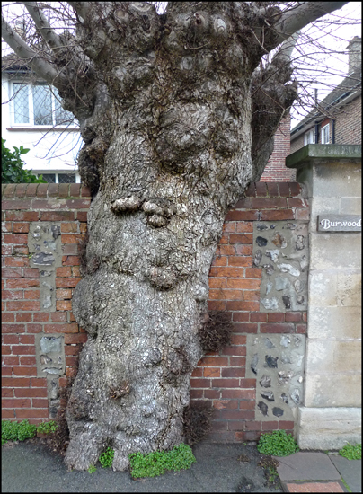 Wednesday February 13th (2013) Burwood width=