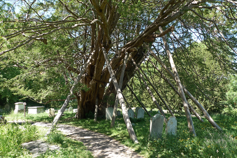 Thursday May 28th (2020) The Wilmington Yew ... width=