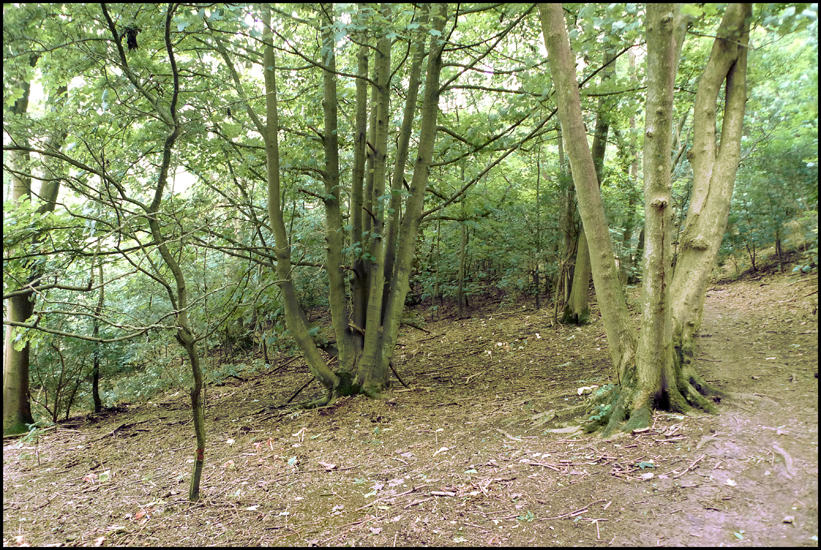 Wednesday July 18th (2012) Where the mass of twayblades were found width=