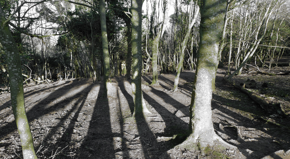 Friday January 24th (2014) In amongst the trees width=