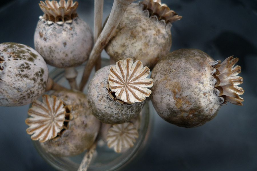 Sunday January 11th (2015) Poppy seed heads. width=