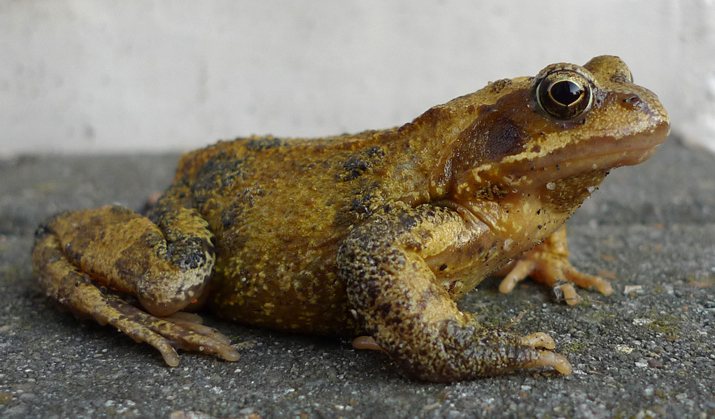 Friday August 25th (2017) Mr.Toad ... width=