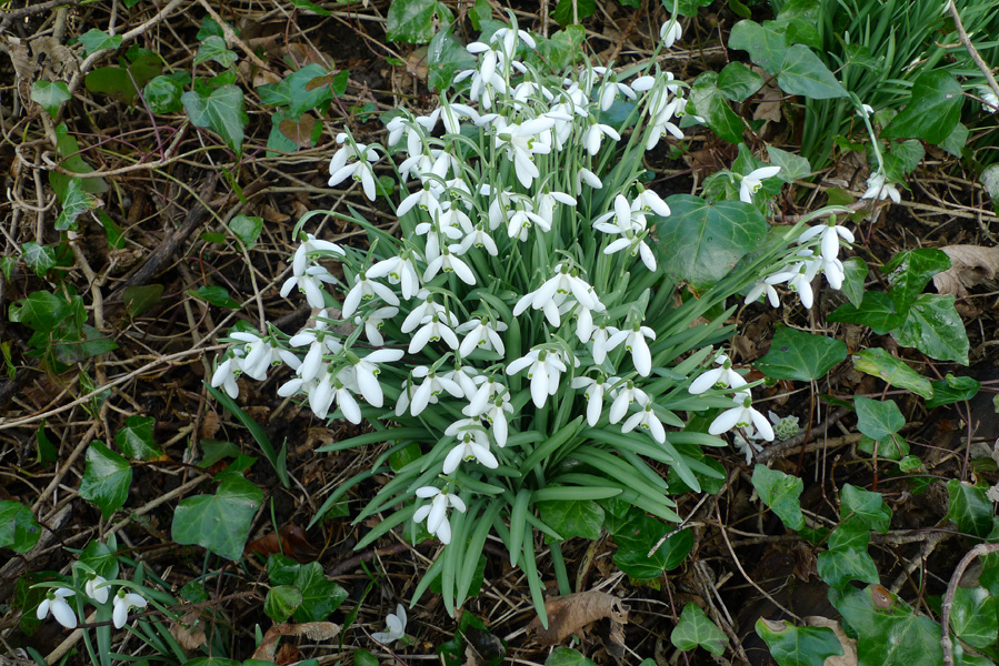 Sunday February 19th (2017) Snowdrops width=