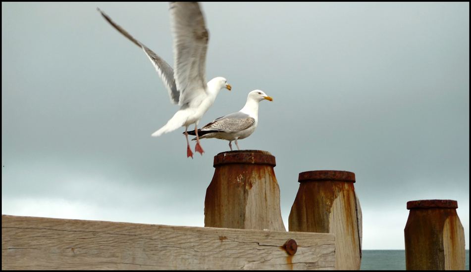 Thursday May 12th (2011) Coming in to land width=