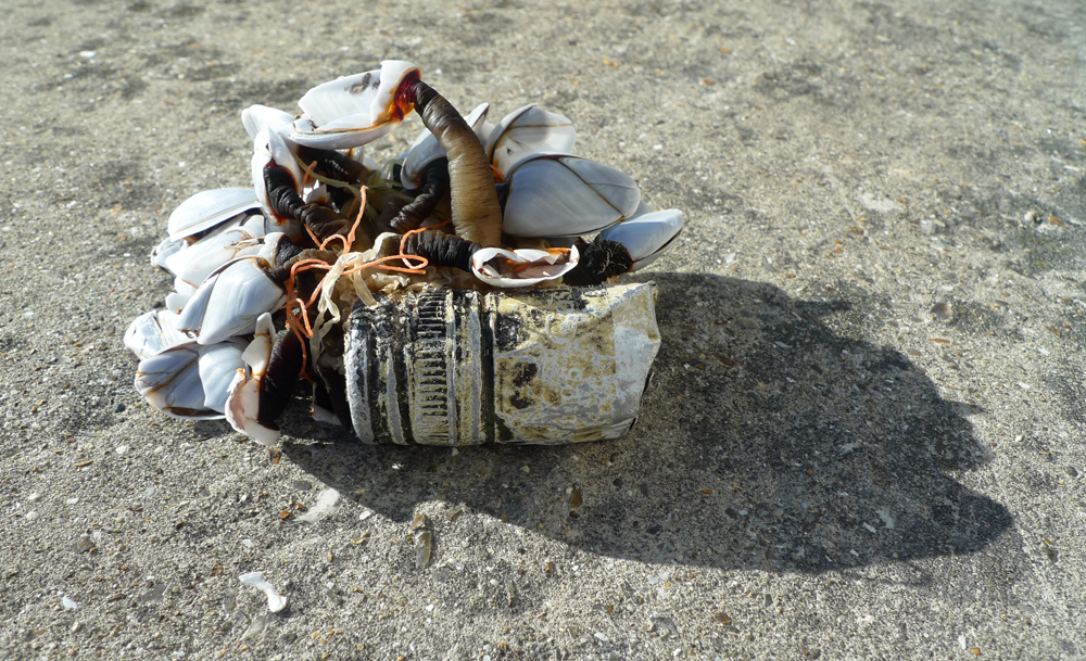 Sunday November 8th (2020) Wine bottle top, sealife and string. width=