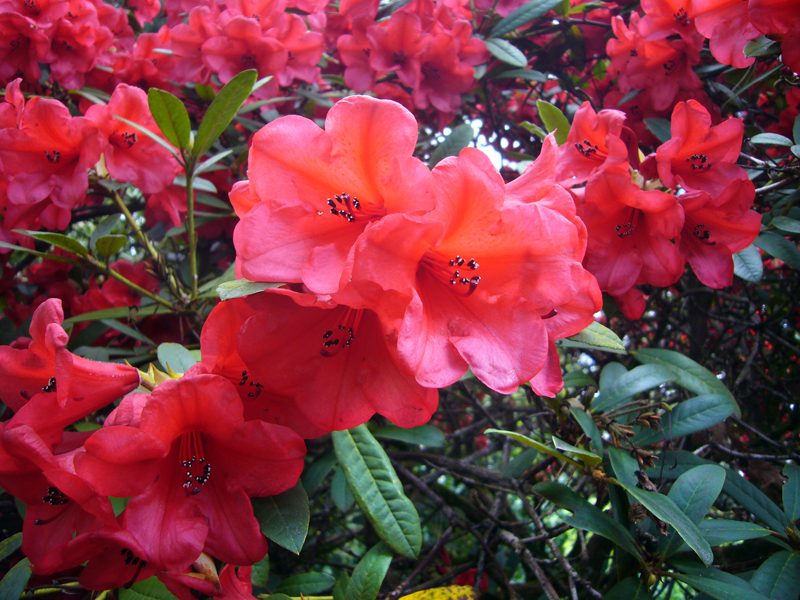 Thursday April 30th (2009) Rhododendron 02 width=
