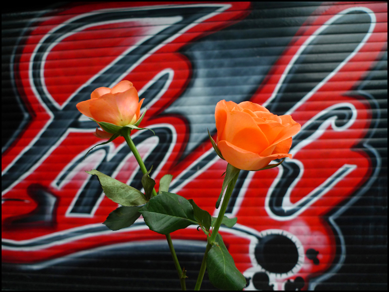 Friday January 28th (2011) Ink and two Roses width=