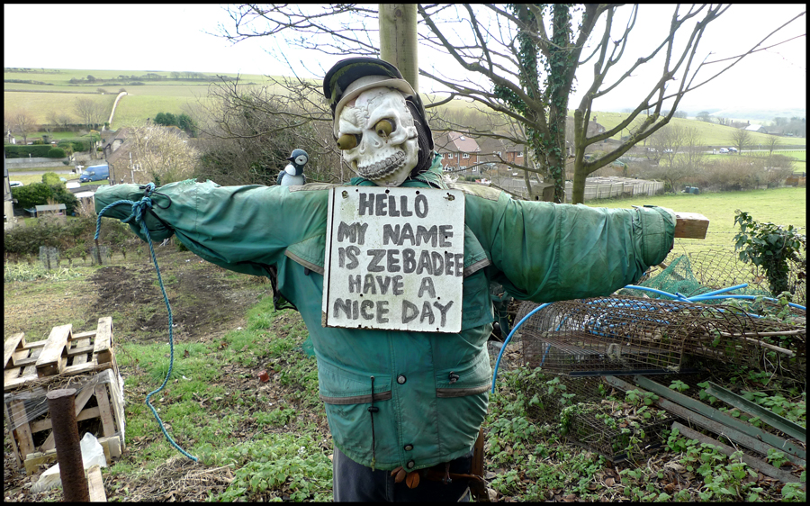 Wednesday January 5th (2011) Zebadee width=