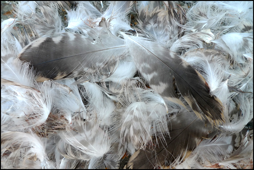 Monday July 4th (2011) Feathers width=