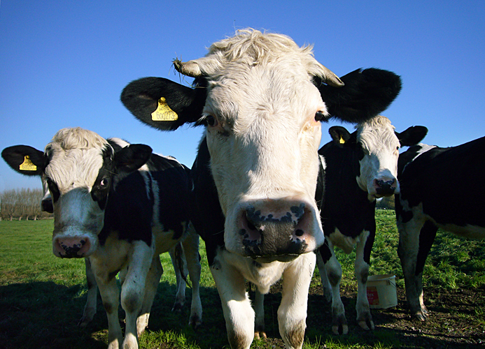 Saturday November 4th (2006) Black White Blue & Green width=