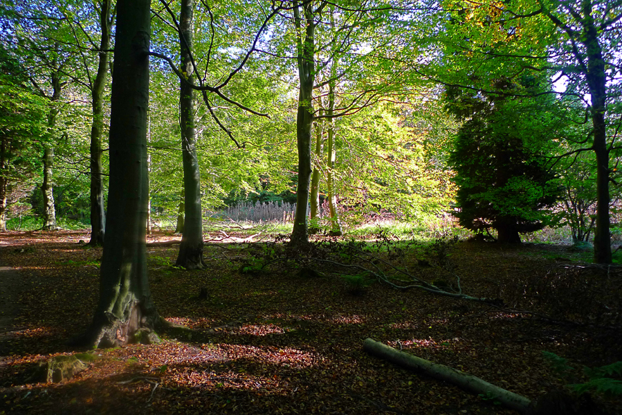 Tuesday October 20th (2015) Friston Woods width=
