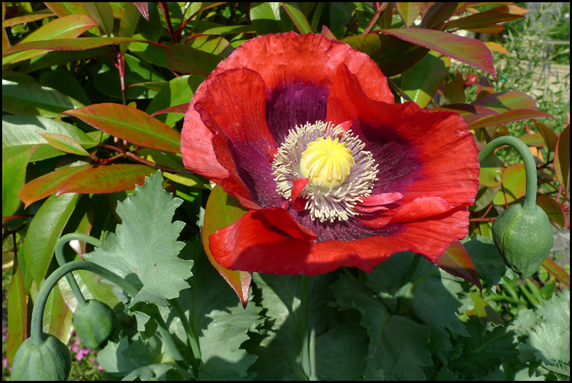 Thursday June 14th (2012) Giant Poppy width=