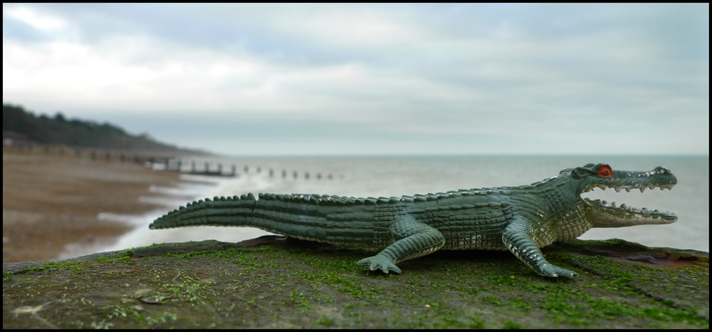 Friday February 11th (2011) Crocodile found on Eastbourne beach. width=