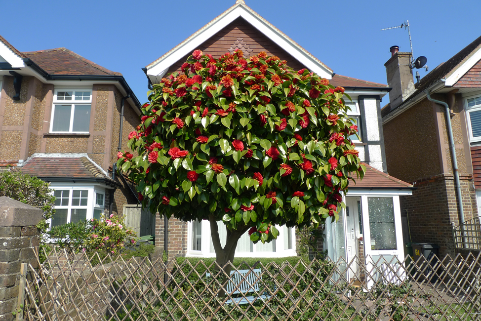 Sunday April 12th (2020) Blossom in Longland Road. width=