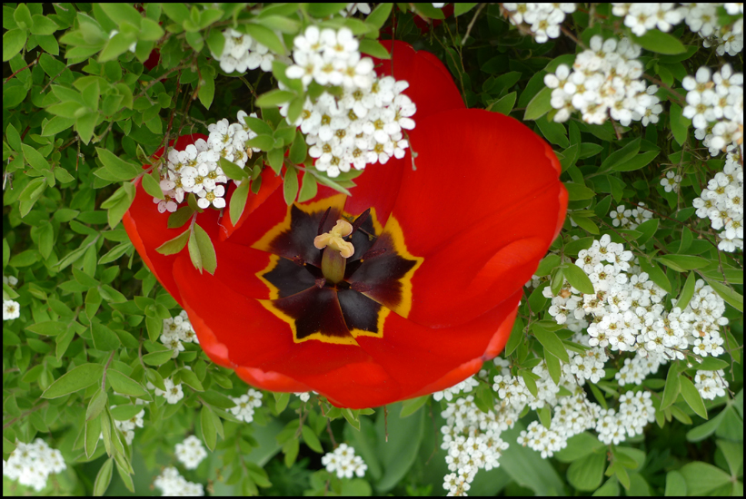 Tuesday May 7th (2013) Tulip width=