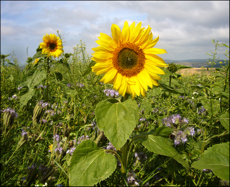 Thursday August 4th (2011) Sunflowers width=