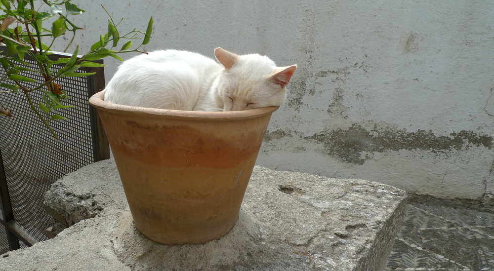Sunday October 12th (2014) Cat in Pot width=
