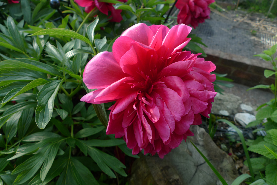 Wednesday May 17th (2017) The Peonies are not lasting very long this year. width=
