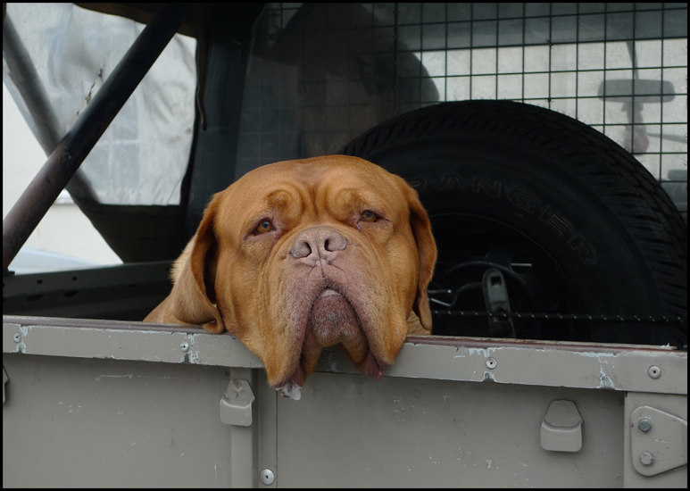 Saturday April 7th (2012) Dogblog width=