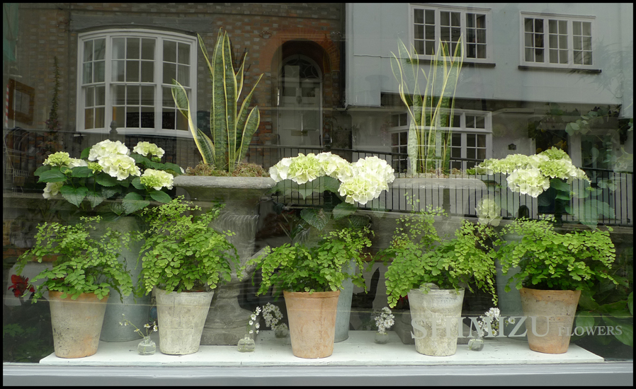 Monday June 10th (2013) Shimizu Flowers width=