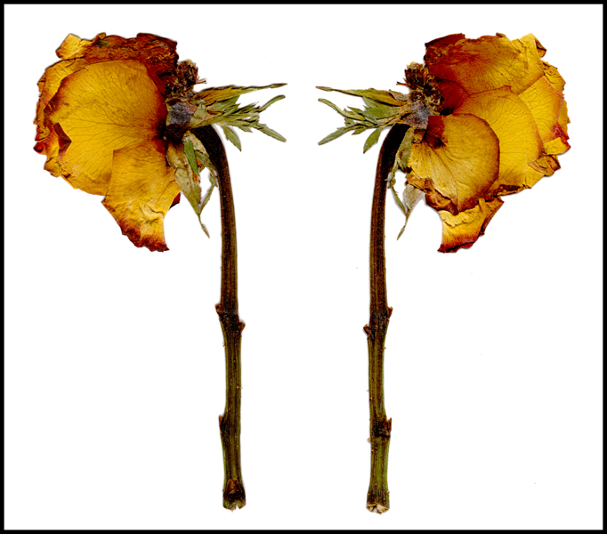 Monday March 1st (2010) Pressed Flower width=