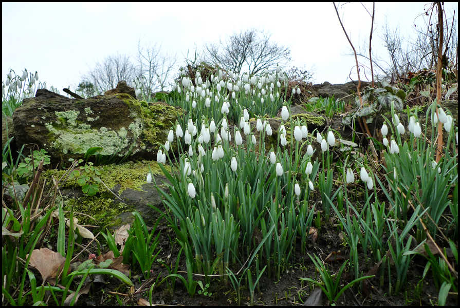 Sunday February 7th (2010) Snow Drops width=