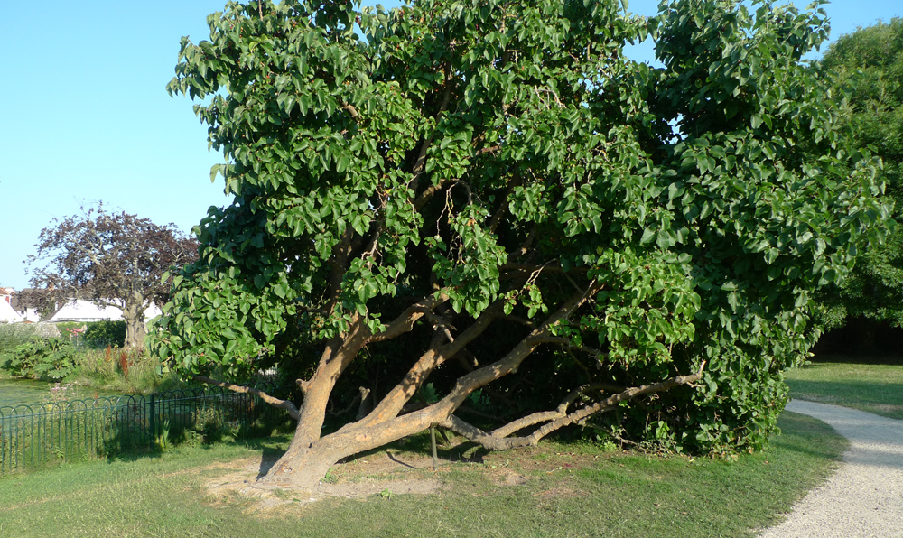 Monday July 23rd (2018) Propped up in Motcombe park. width=