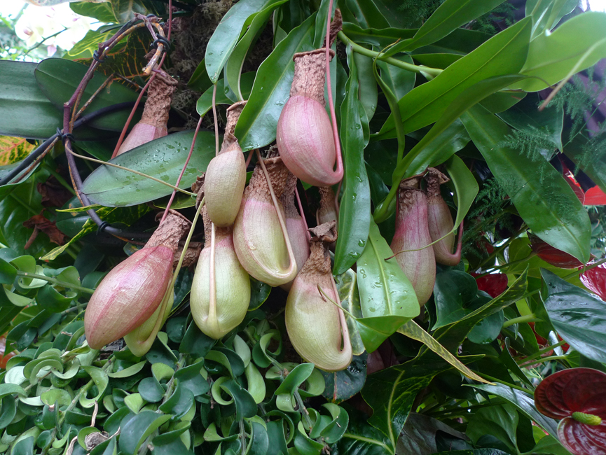 Sunday March 11th (2018) Pitcher plants. width=