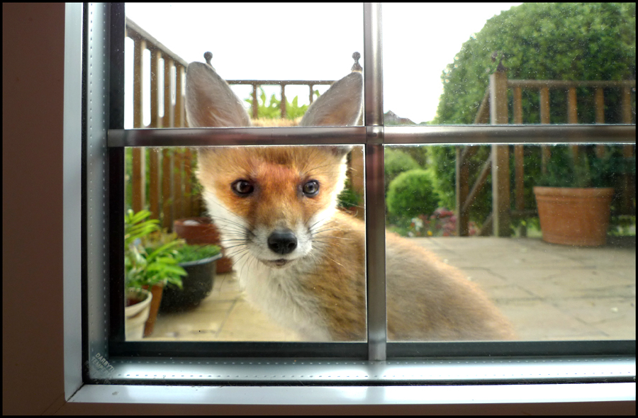 Tuesday May 24th (2011) Fox cub at the window width=