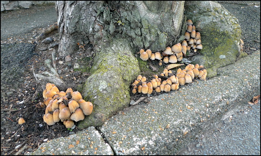 Wednesday September 25th (2013) Kerb-side mushrooms width=