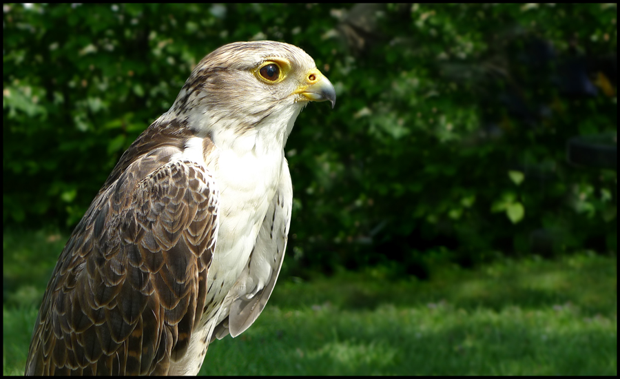 Saturday April 23rd (2011) Bird of Prey width=