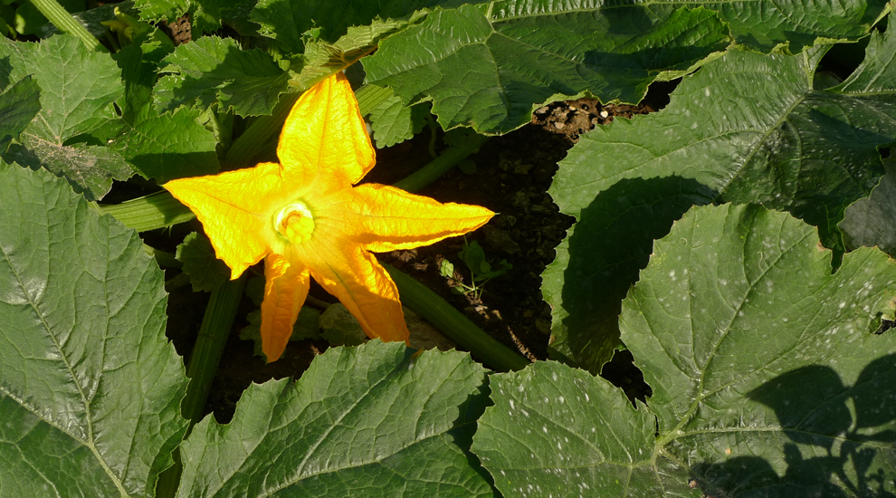 Monday June 29th (2015) Courgette Flower width=