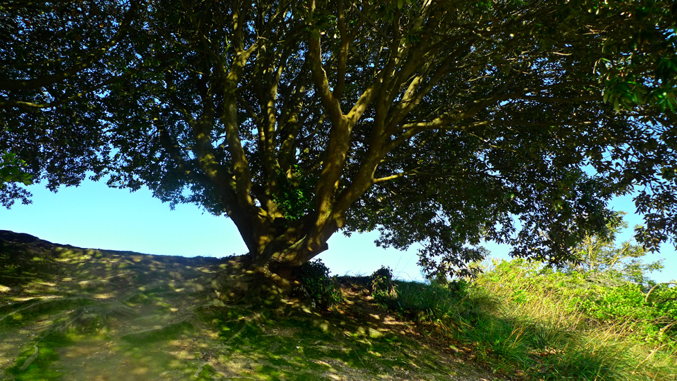 Wednesday November 25th (2015) This is a Tree width=