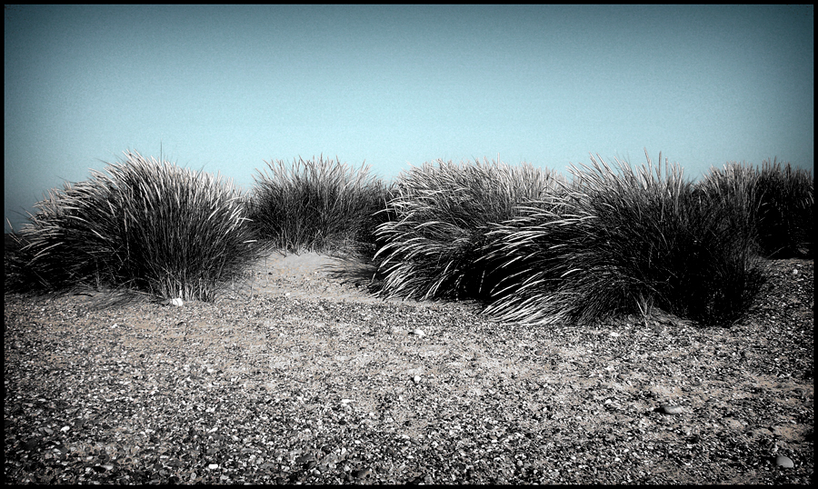 Saturday August 16th (2008) Blowing in the Wind width=