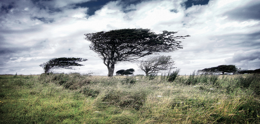 Tuesday October 23rd (2007) Wind Blown width=