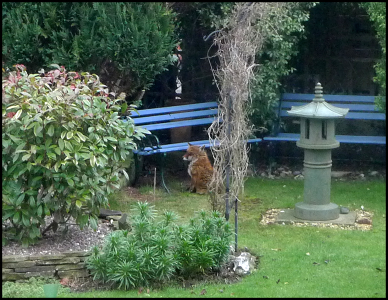 Monday January 24th (2011) Mr.Fox... width=