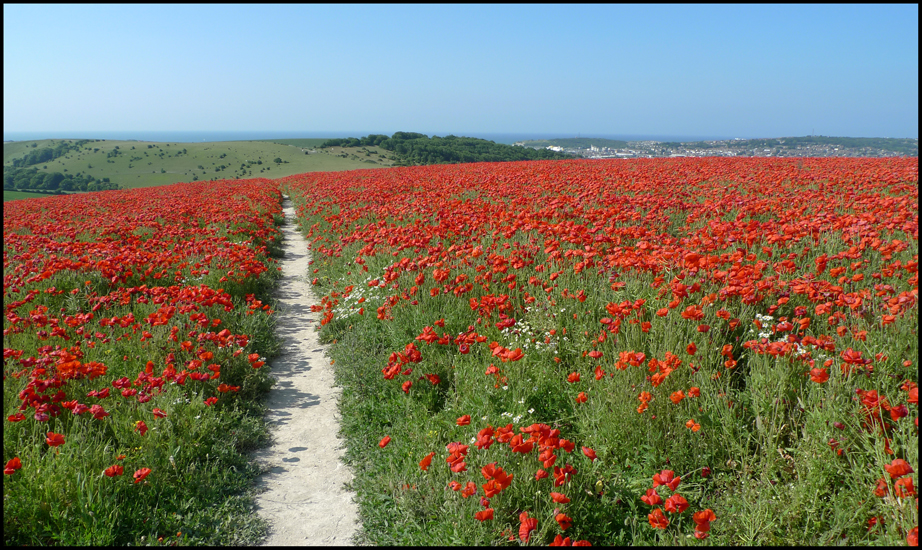 Sunday July 7th (2013) Path through the poppies. width=