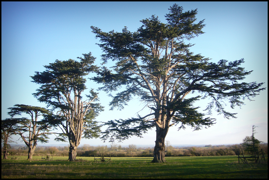 Sunday January 11th (2009) Cedar Walk width=